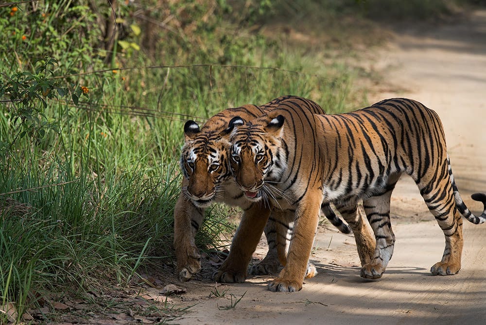 Tigers