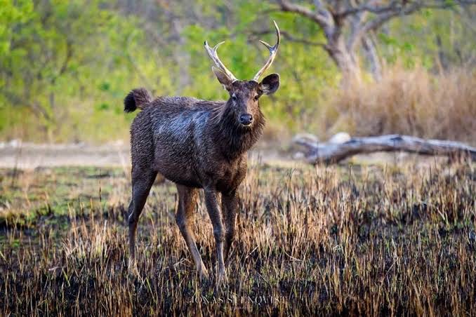 Sambar