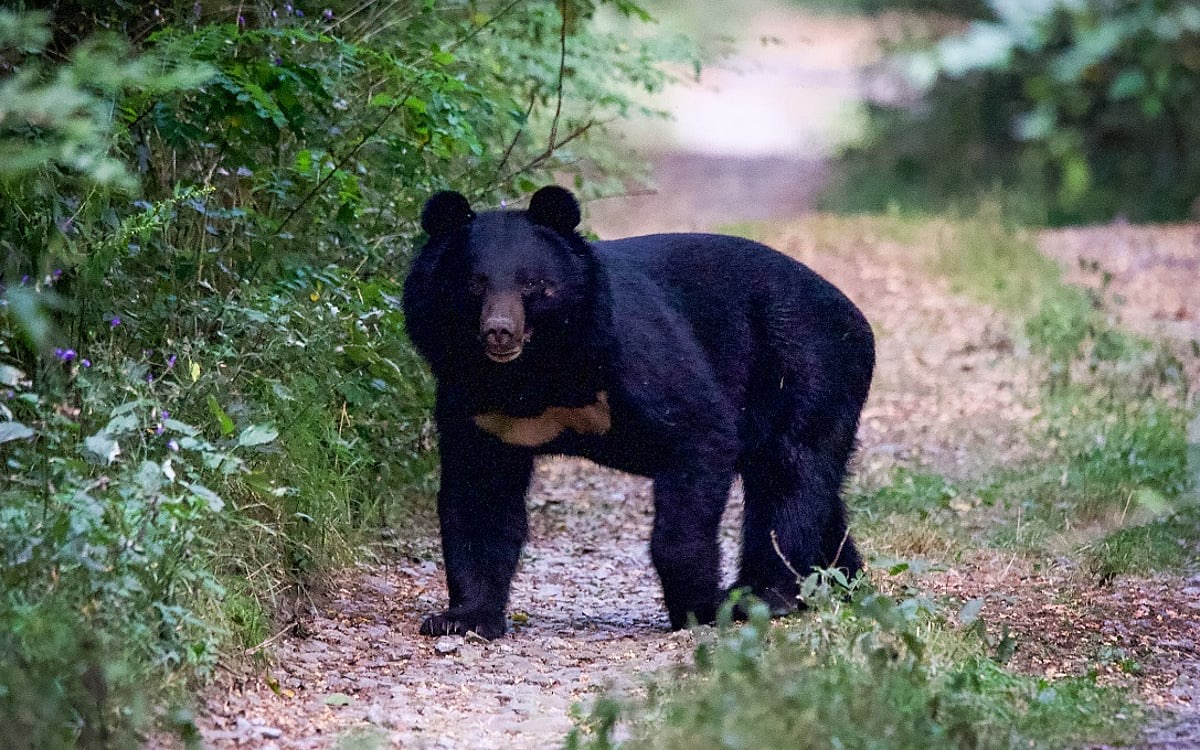 Bear