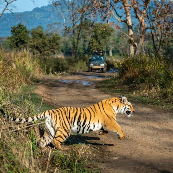 Wildlife