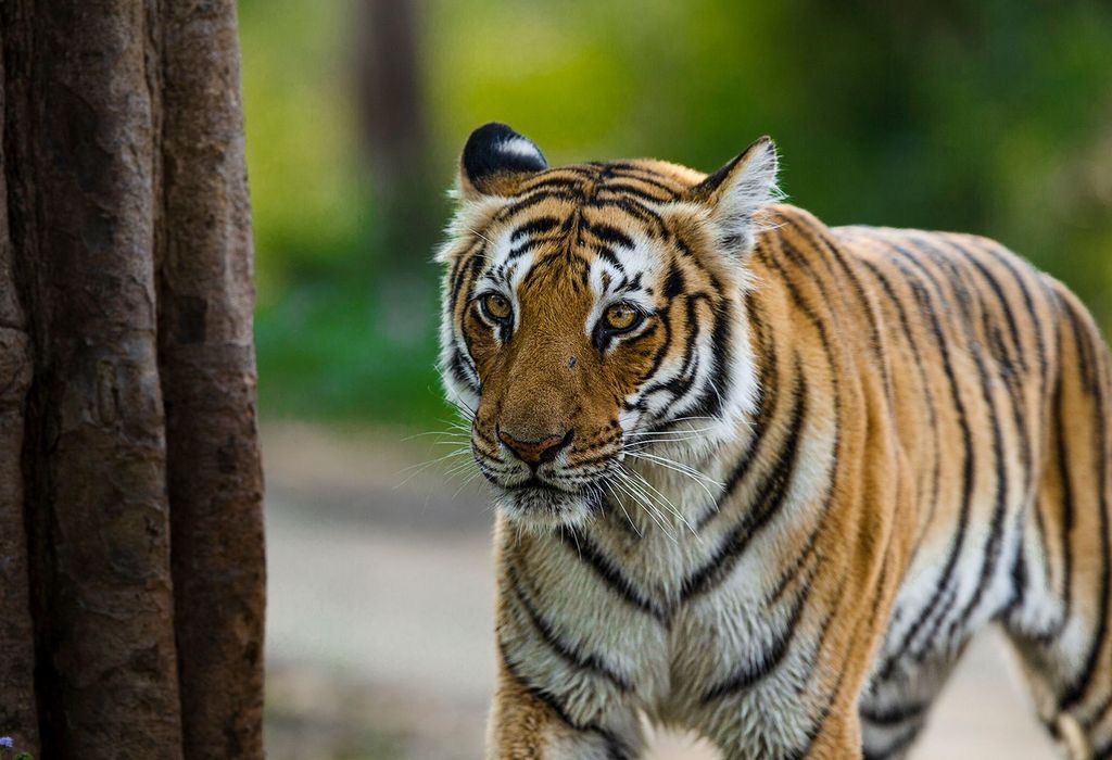 Wildlife
