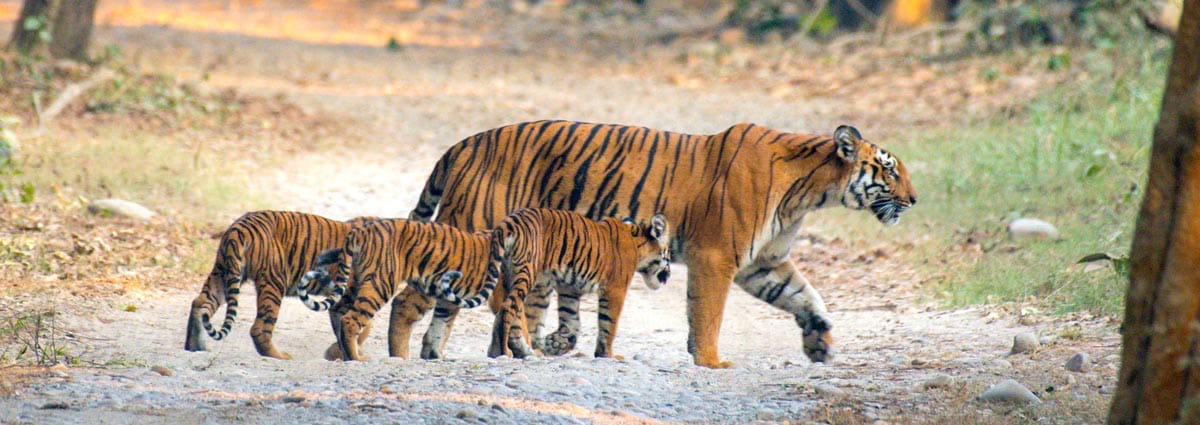 Tiger family