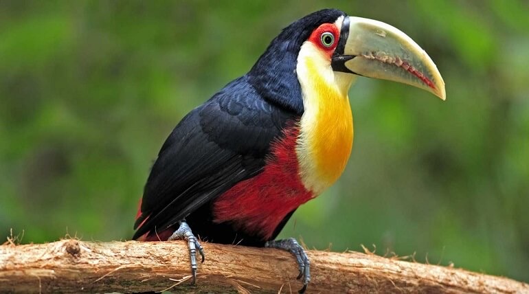 Bird